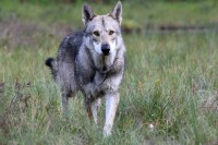 /album/saarloos-wolfdog-norway/image-19-jpg/